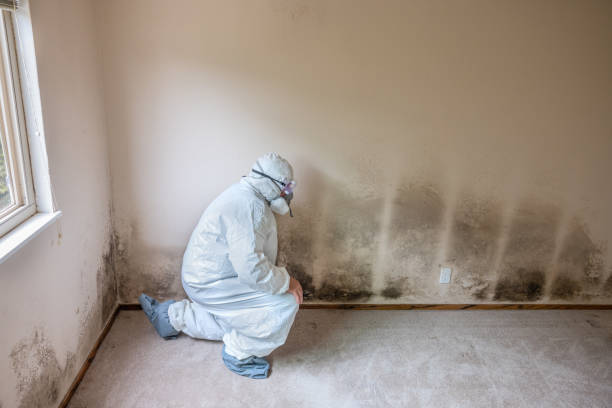 Best Professional Mold Removal  in USA